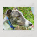 Recherche de levrier cartes postales Chien