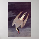 Zoek naar john james audubon posters Vogels