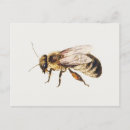 Recherche de kessel cartes postales Insecte