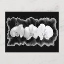 Recherche de orchidée noire cartes postales Orchidées noires