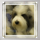 Zoek naar herdershond posters Honden