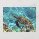 Recherche de carapace posters Carapace de tortue