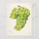 Recherche de raisins verts cartes postales Vintage