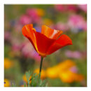 Recherche de coquelicots posters Californie