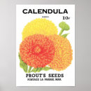 Recherche de calendula art Vintage