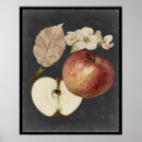 Recherche de pommes posters Récolte