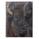 Recherche de bison américain Taureau