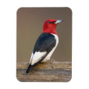 Recherche de pic magnets Blanc