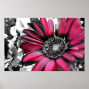 Recherche de gerber rose posters Marguerite de gerber