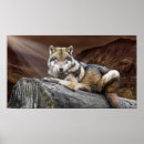 Recherche de regard de loup posters Sauvage