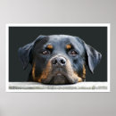Recherche de rottweiler Amoureux de les chiens