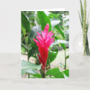 Recherche de gingembre photographie Jardin