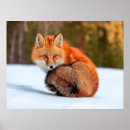 Zoek naar vos sneeuw posters Winter
