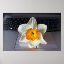 Recherche de jonquille posters Blanc