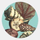 Recherche de méduse autocollants Coquillage