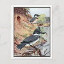 Recherche de ceintures cartes postales Faune