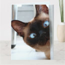Recherche de felines toutes vœux cartes Toutes les occasions