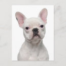 Recherche de bouledogue français cartes postales Photographie