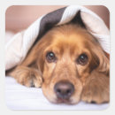 Recherche de de cocker autocollants Dog
