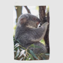 Recherche de animal velu L'australie