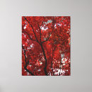 Zoek naar herfstboom posters Rode bladeren