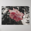 Zoek naar witte achtergrond posters Bloem