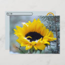 Recherche de tournesol cartes postales Poste croisement