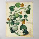 Recherche de citrouille posters Squash