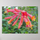 Zoek naar kolibrie posters Plant