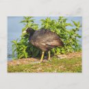 Recherche de eurasien cartes postales Nature
