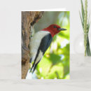 Recherche de pivert vœux cartes Oiseau
