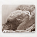 Recherche de chat bleu russe tapis souris Chats