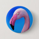 Recherche de flamants badges Photographie