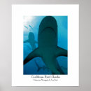 Recherche de requin baleine art Requins