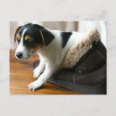 Zoek naar jack russell terrier briefkaarten Puppy