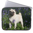 Recherche de faon coques Carlin