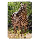 Zoek naar zebra magneten Dier