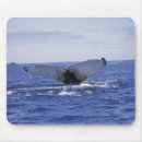 Recherche de atlantique tapis souris Environnement