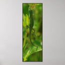 Zoek naar anole posters Reptiel