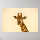Recherche de tête de girafe posters Nature