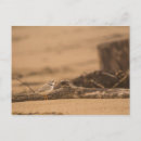 Recherche de pluviers cartes postales Pour tous