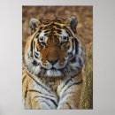 Recherche de captifs posters Zoo