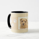 Recherche de terrier de norfolk tasses Chien