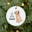Recherche de golden retriever Canine