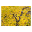 Recherche de glas posters Forêt