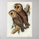 Recherche de illustration de hibou posters Nature