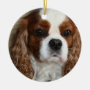 Recherche de charle cavalier de roi Canin