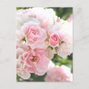 Recherche de rosa cartes postales Rose
