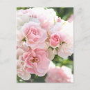 Recherche de rosas cartes postales Rose