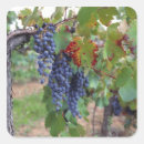 Recherche de vignobles français autocollants Raisin